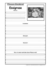 Pflanzensteckbrief-Essigrose-Sw.pdf